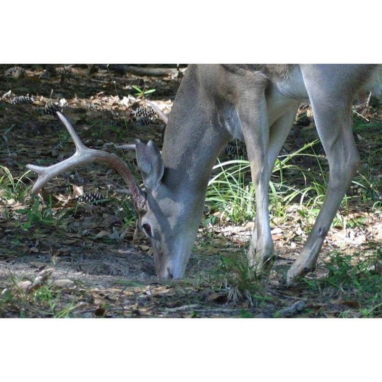 30 - 06 Mineral and Vitamin Supplement Deer Food Plots