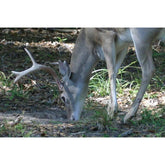30 - 06 Mineral and Vitamin Supplement Deer Food Plots