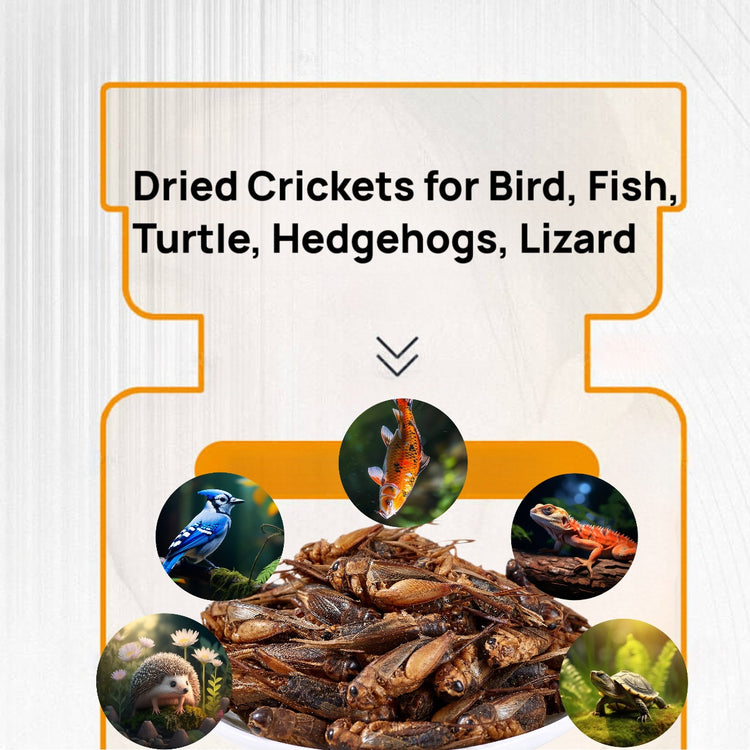 Dried Crickets