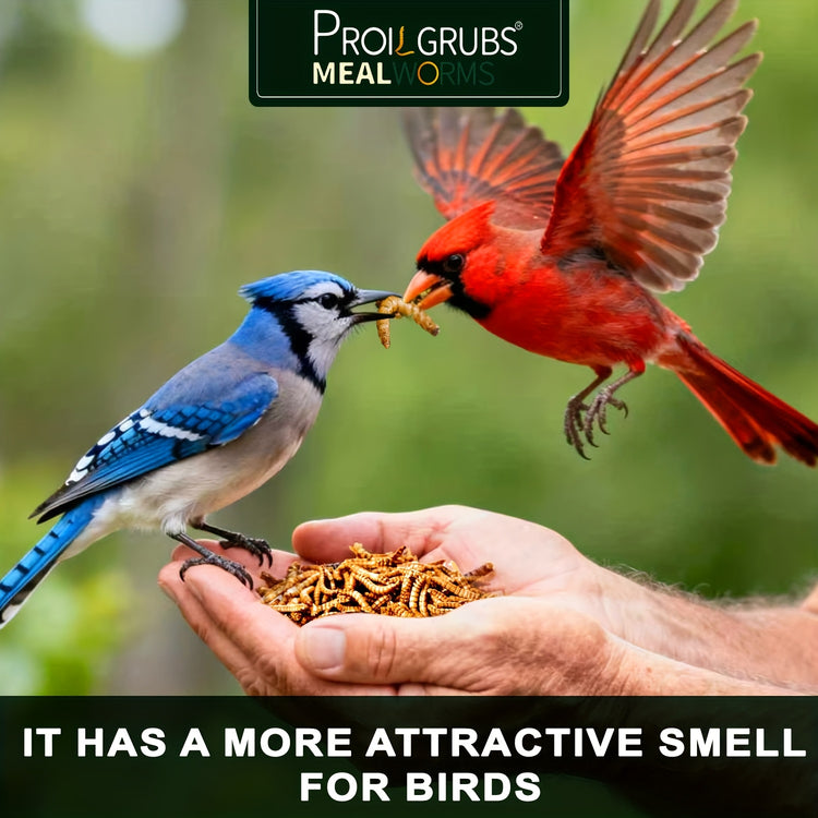 PROILGRUBS Mealworms