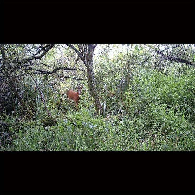 4G LTE Cellular Smart Trail Camera - Trailmark Outdoors