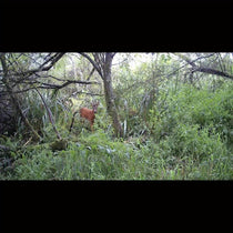 4G LTE Cellular Smart Trail Camera - Trailmark Outdoors